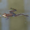 Wood Frog