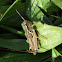 Short-Horned Grasshopper