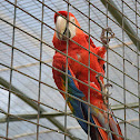 Scarlet Macaw