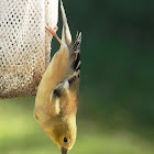 American Goldfinch (Winter feathers)