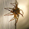 Wolf Spider