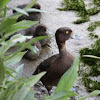 Tufted duck (female)