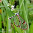 Clearwing butterfly