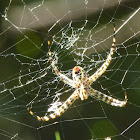 Asian Yellow-banded Signature Spider.