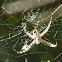 Asian Yellow-banded Signature Spider.