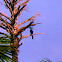 Kangkareng Perut Putih / Oriental Pied Hornbill