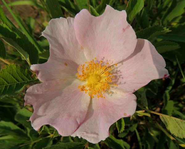 Prairie Rose | Project Noah