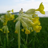 Primavera. Cowslip