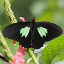 Emerald-Patched Cattleheart Butterfly