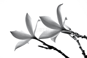 Perfection by Katsuhiro Kaneko -  