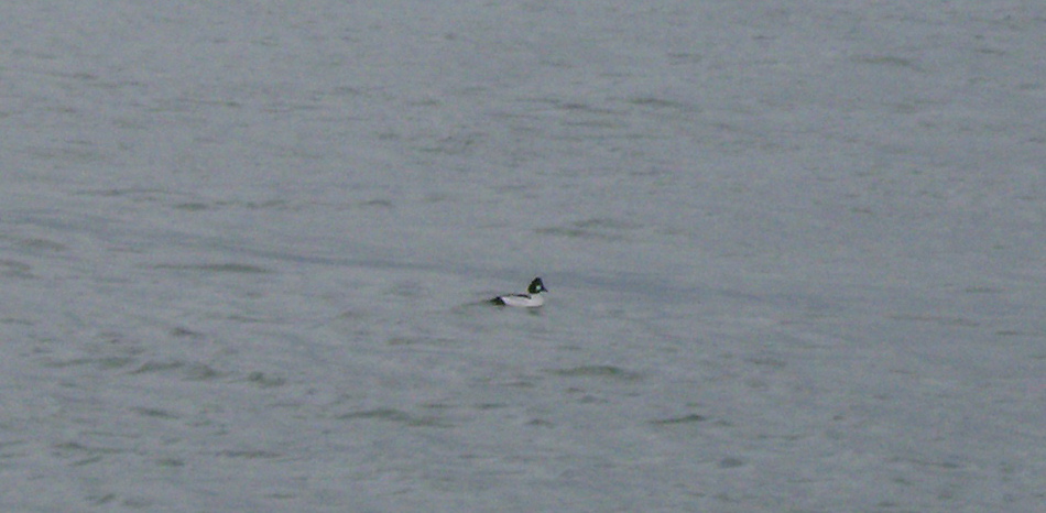 Common Goldeneye