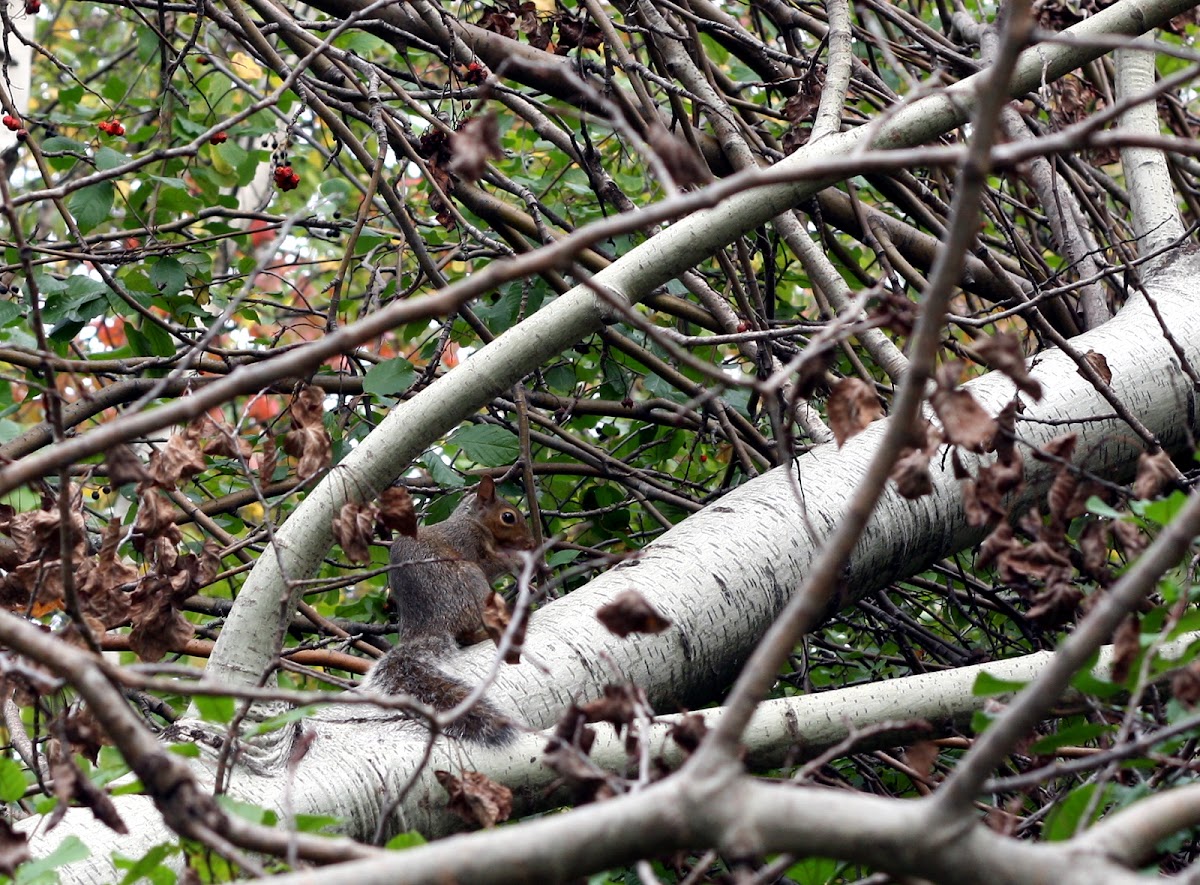 grey squirrel ( fall )