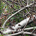 grey squirrel ( fall )