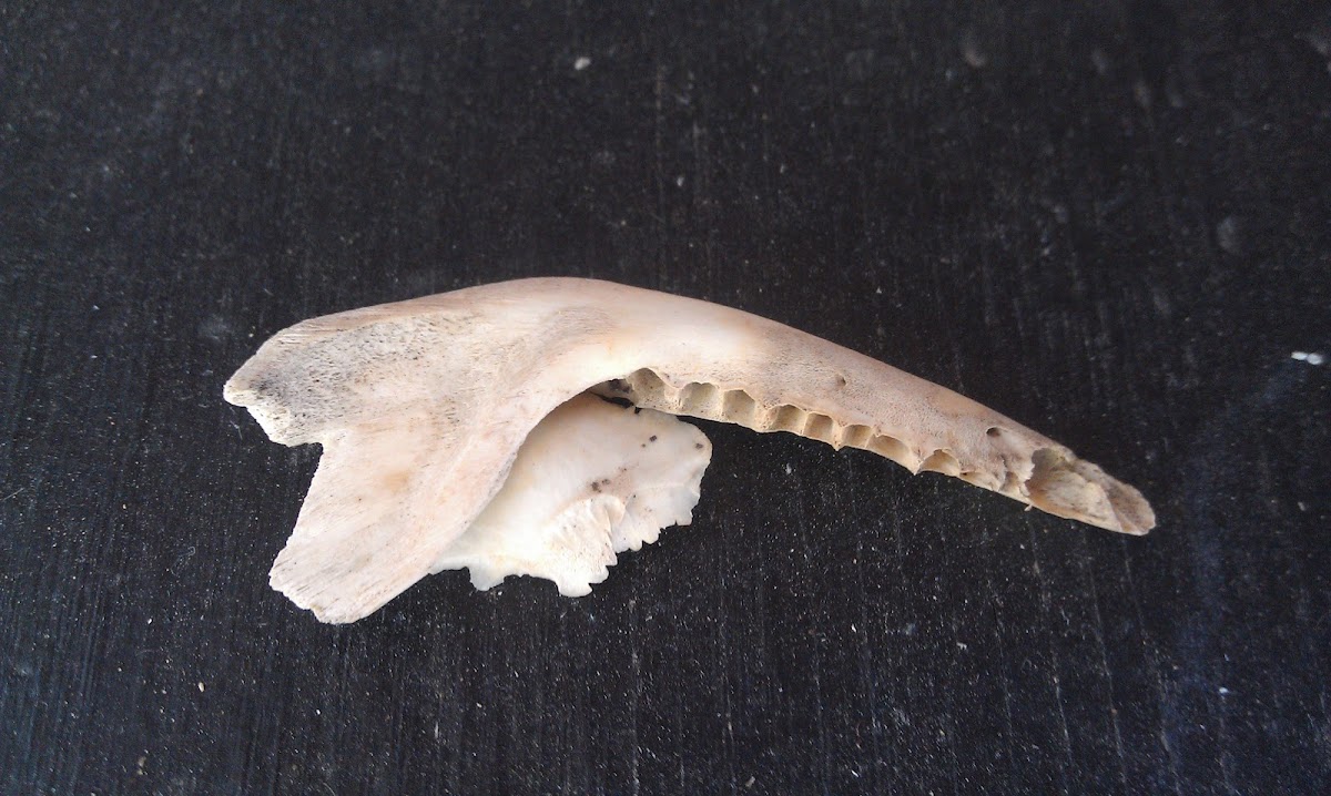 Virginia opossum jaw bone