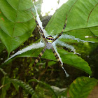 Orb-weaver spider