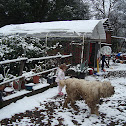 Komondor