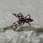 Ant spider