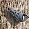 White-breasted Nuthatch