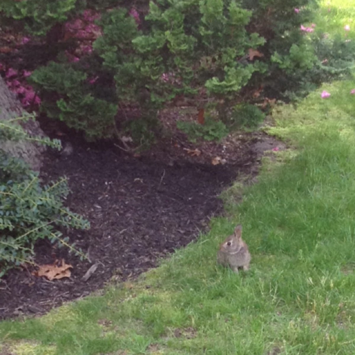 Eastern Cottontail