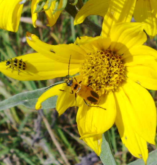 blister beetle on yellow flower