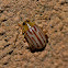 Small Beetle