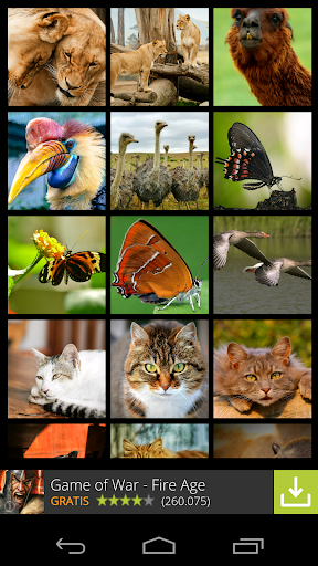 Animals Wallpapers