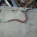 Midland/Texas brown snake