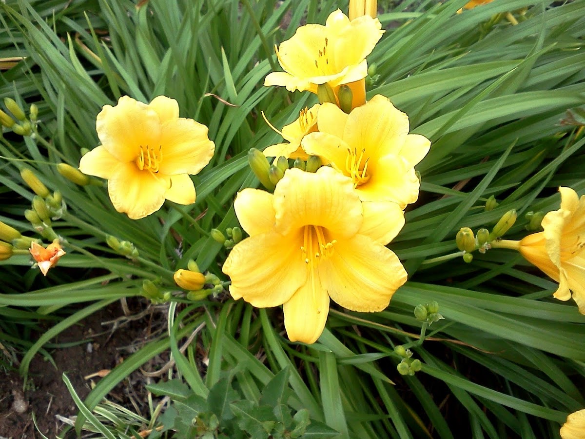 Daylily