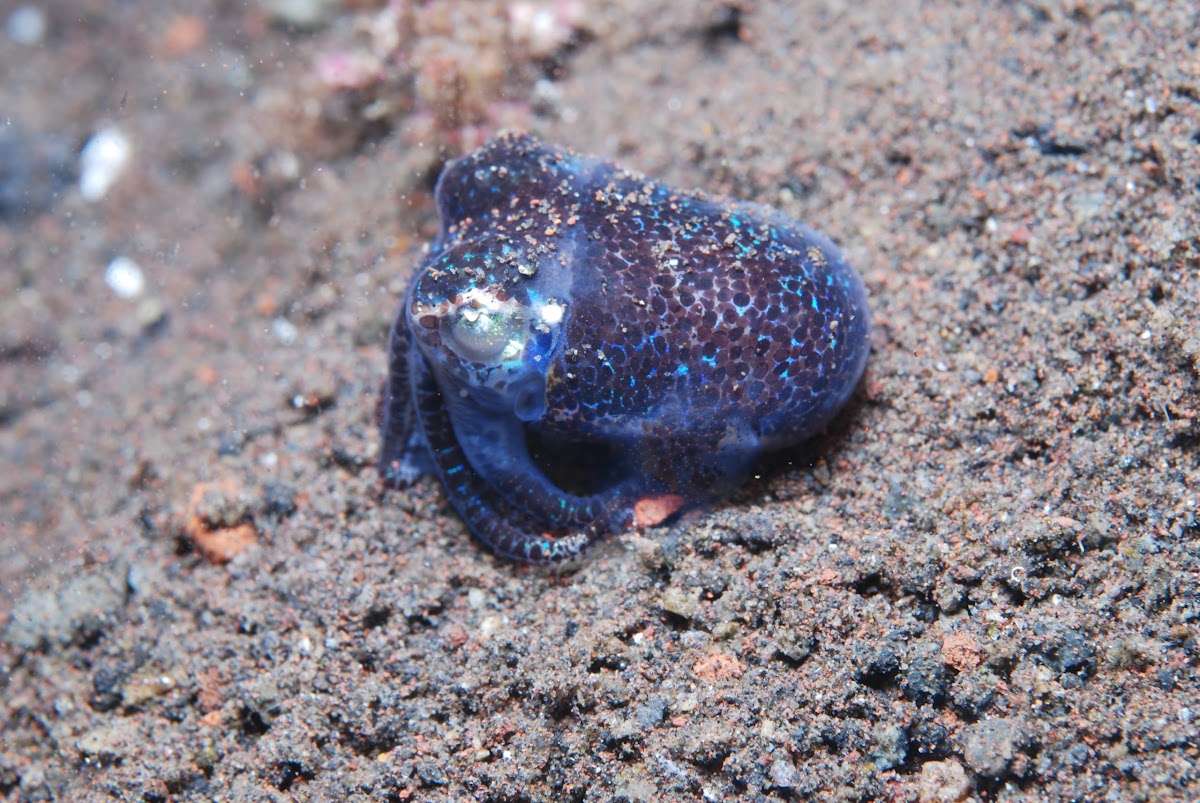 Double-ear Bobtail Squid