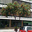 Tangerine trees