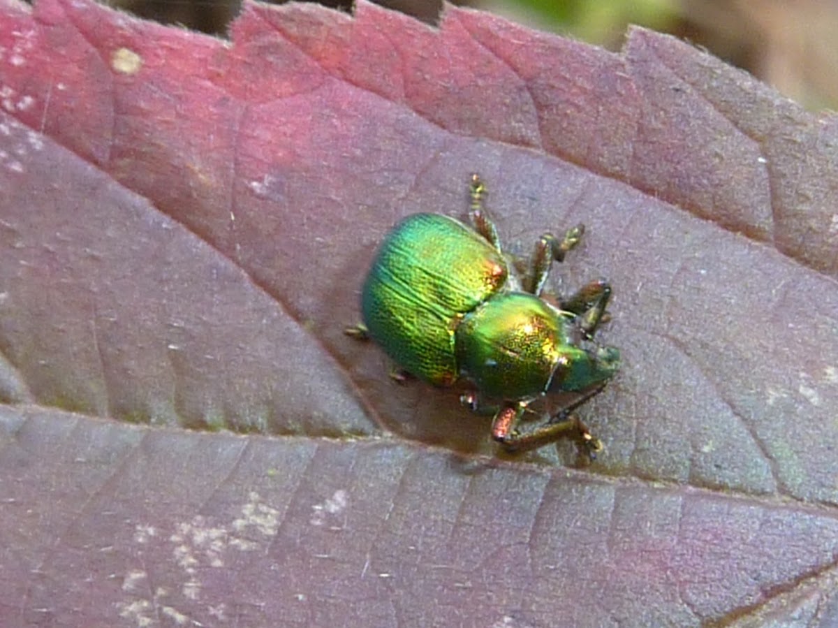 Cetonia aurata