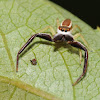 Common Hentz jumping spider (male)