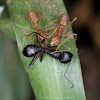 Weaver Ants