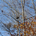 Eastern Grey Squirrel Nest