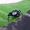 Jumping Spider - Araña Saltona