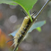 banded tussock moth caterpillar