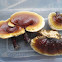 Reishi mushroom (Japanese) or Lingzhi mushroom (Chinese)