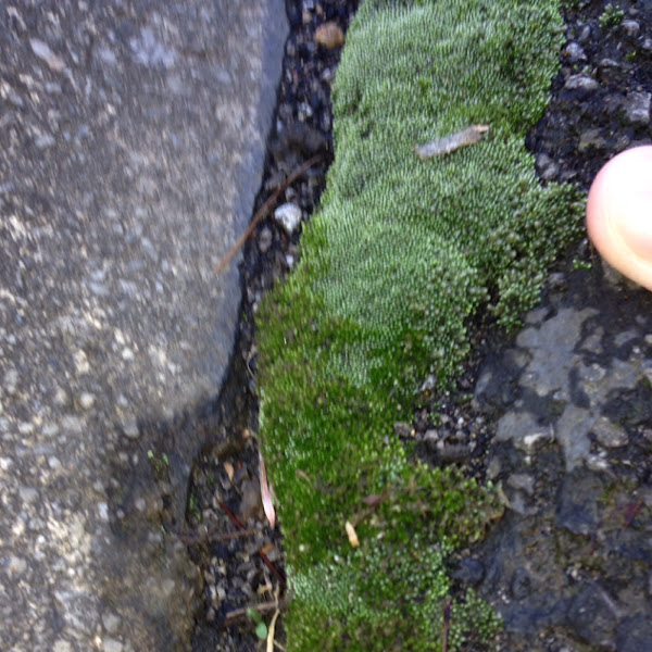 Moss/ Bryum Argenteum Project Noah