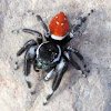 Red Jumping Spider