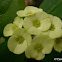 [s] Euphorbia milii