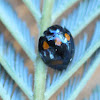 Orange spotted ladybird beetle