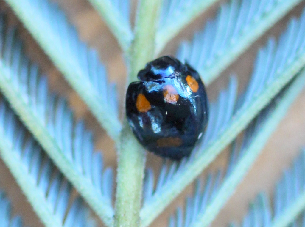 Orange spotted ladybird beetle