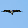 Osprey