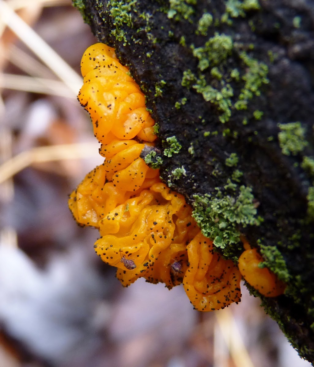 Witches Butter