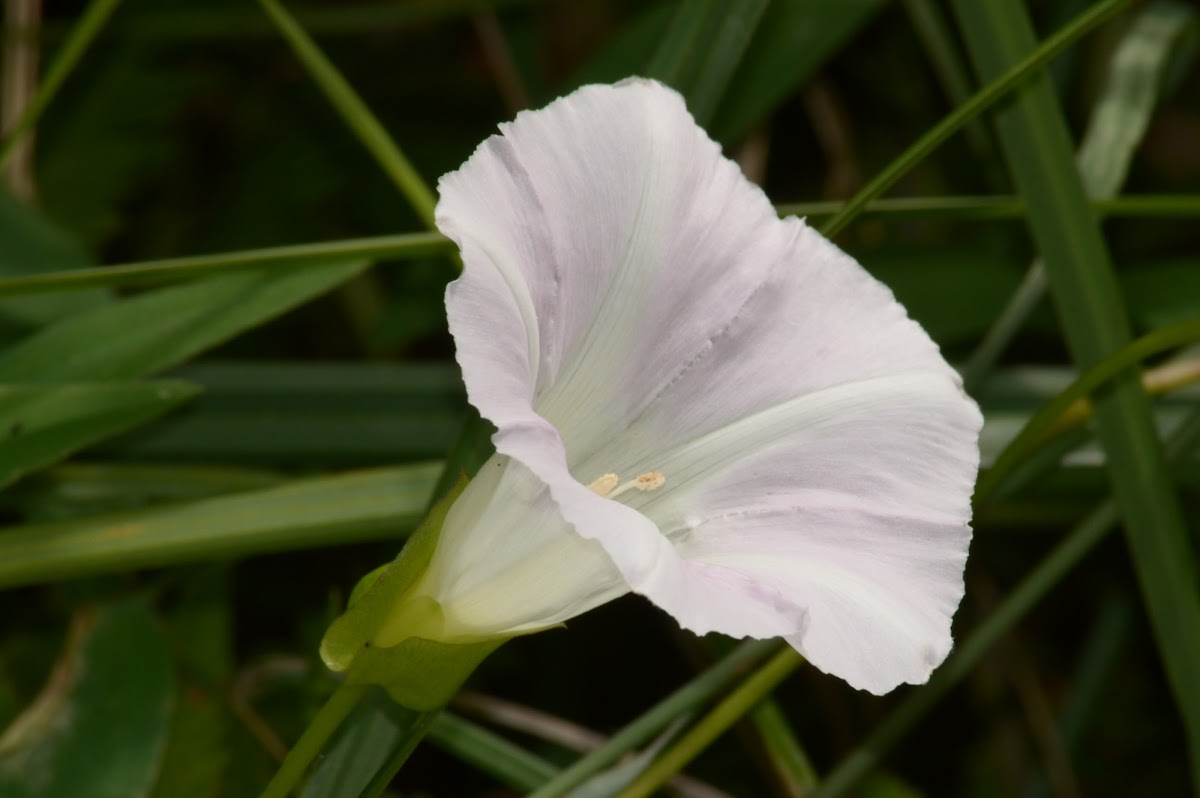 Hedge Bindweed