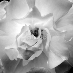 by Jerry Houle - Flowers Single Flower