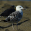 Sea Gull - Armenian Gull