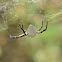 Nepal Jungle Spider