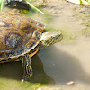 Caspian turtle