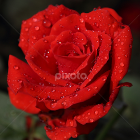 by Dipak Marfatia - Flowers Single Flower